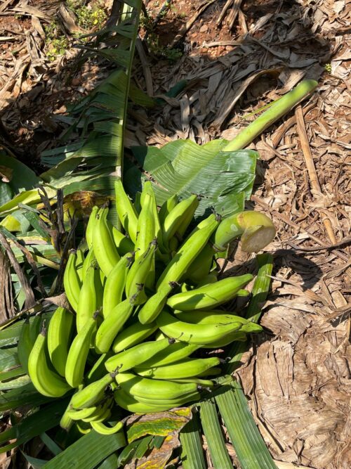 Rasthali Banana (Shorty) - Image 3