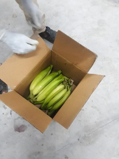 Nendran Banana (long) - Image 10