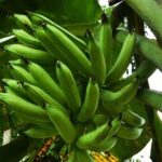 Nendran Banana (long)