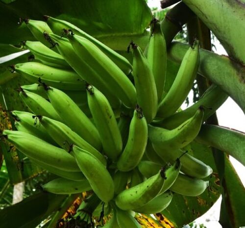 Nendran Banana (long)