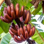 Chenkathali Banana (Red Banana)