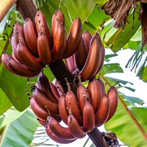 Chenkathali  (Red Banana)