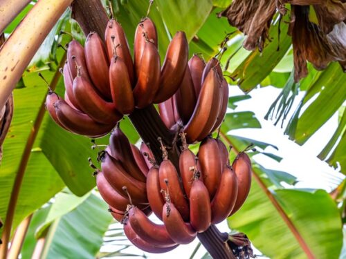 Chenkathali  (Red Banana)