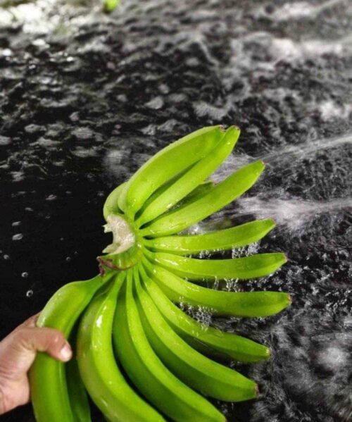 Nendran Banana (long) - Image 6