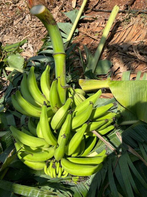 Rasthali Banana (Shorty) - Image 5