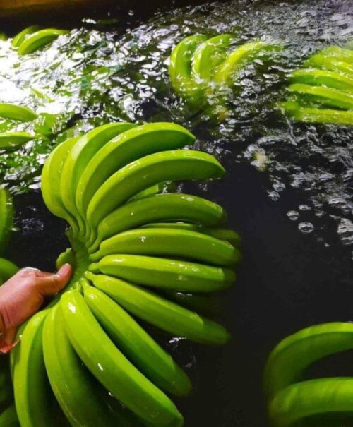 Nendran Banana (long) - Image 3